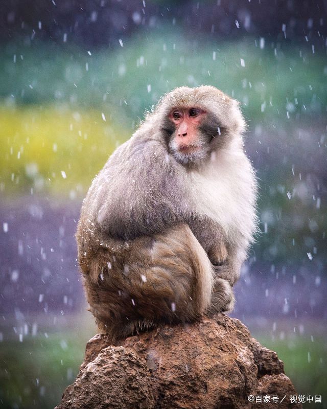 趣图欣赏|地点:南京红山森林动物园,事件:猕猴们风雪中摆造型